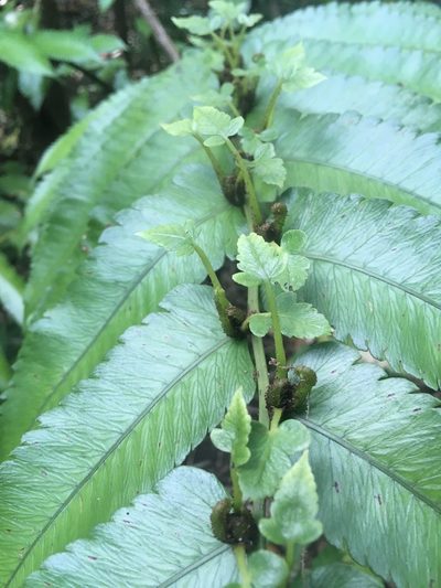 Diplazium proliferum, photographed by Ben Hayden