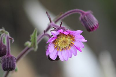 Senecio formosoides, photographed by GERMAN LEONEL SARMIENTO CRUZ