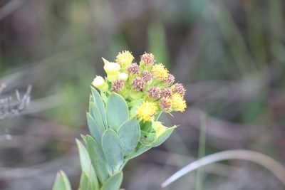 Pentacalia vaccinioides, photographed by GERMAN LEONEL SARMIENTO CRUZ