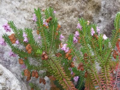 Erica cristiflora, photographed by Chris Vynbos
