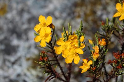 Hypericum goyanesii, photographed by GERMAN LEONEL SARMIENTO CRUZ