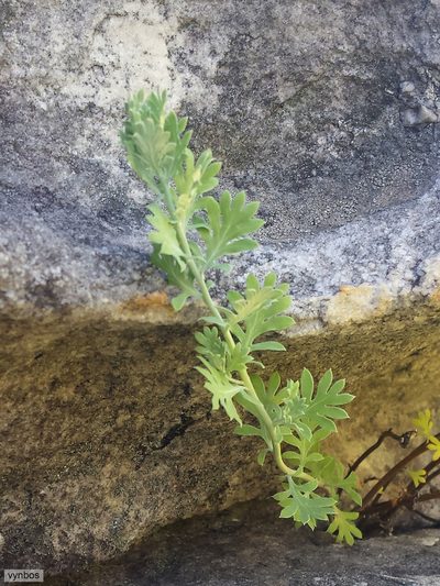 Lidbeckia pectinata, photographed by Chris Vynbos