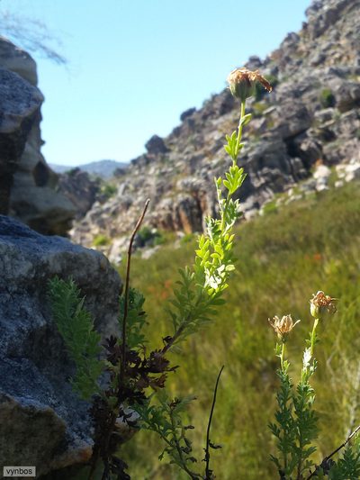 Lidbeckia pectinata, photographed by Chris Vynbos