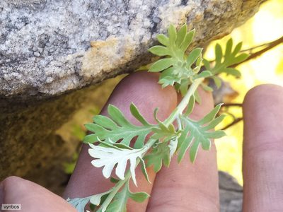 Lidbeckia pectinata, photographed by Chris Vynbos