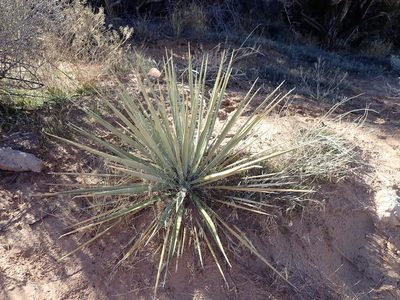 Yucca harrimaniae, photographed by John Brew