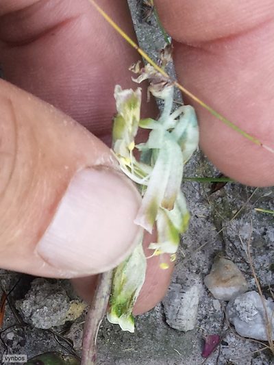 Lachenalia vanzyliae, photographed by Chris Vynbos