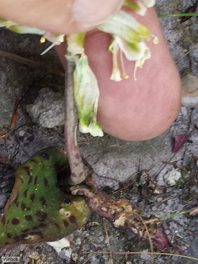 Lachenalia vanzyliae, photographed by Chris Vynbos