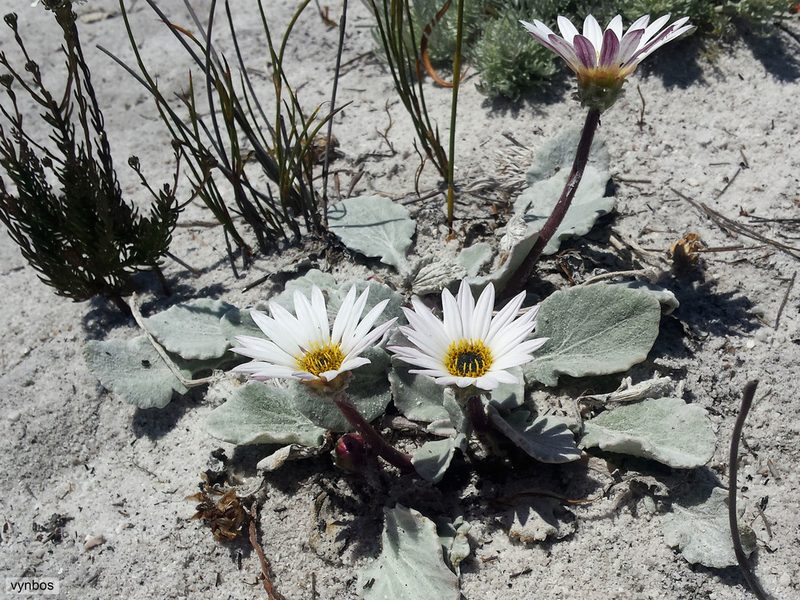 Arctotis verbascifolia, photographed by Chris Vynbos
