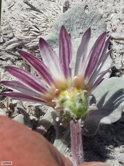 Arctotis verbascifolia, photographed by Chris Vynbos