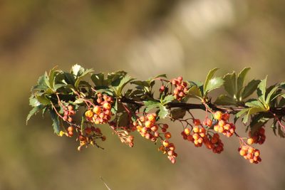 Berberis goudotii, photographed by GERMAN LEONEL SARMIENTO CRUZ