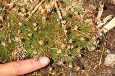 Paepalanthus karstenii, photographed by GERMAN LEONEL SARMIENTO CRUZ