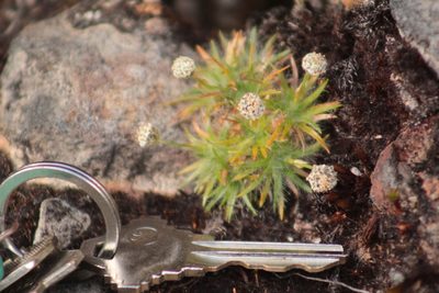 Paepalanthus karstenii, photographed by GERMAN LEONEL SARMIENTO CRUZ