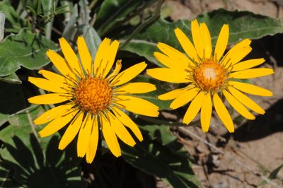 Trichocline reptans, photographed by aacocucci