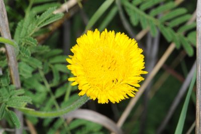 Hysterionica jasionoides, photographed by aacocucci
