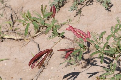 Strombocarpa reptans, photographed by aacocucci