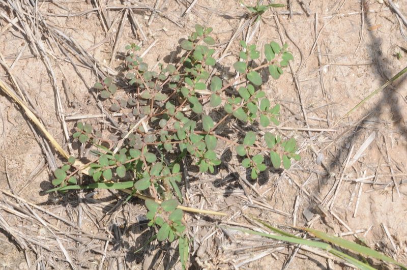 Euphorbia klotzschii, photographed by aacocucci