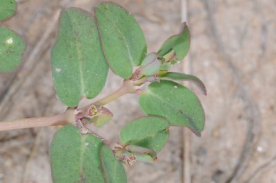 Euphorbia klotzschii, photographed by aacocucci