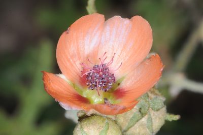 Sphaeralcea cordobensis, photographed by aacocucci