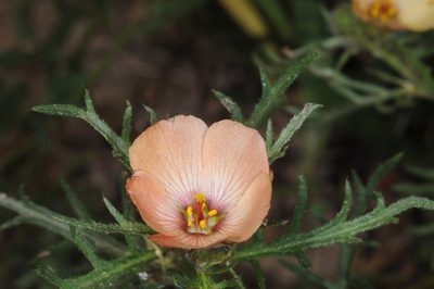 Turnera sidoides, photographed by aacocucci