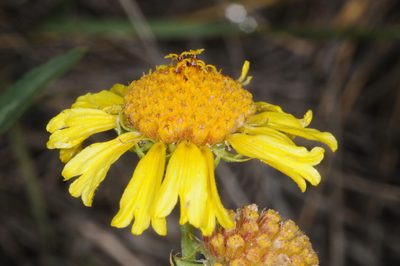 Gaillardia megapotamica, photographed by aacocucci