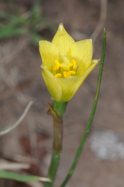 Zephyranthes filifolia, photographed by aacocucci