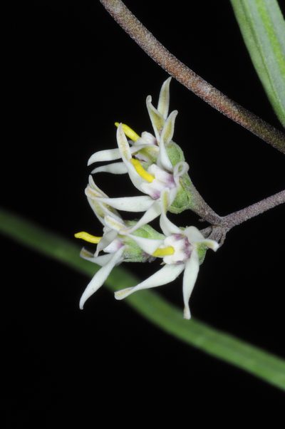 Tweedia brunonis, photographed by aacocucci