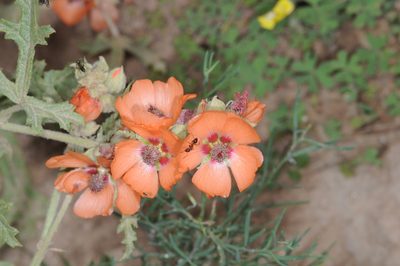 Sphaeralcea laciniata, photographed by aacocucci