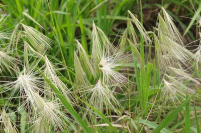 Bouteloua megapotamica, photographed by aacocucci