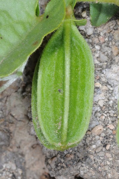 Aristolochia stuckertii, photographed by aacocucci