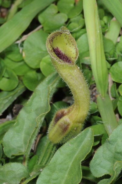 Aristolochia stuckertii, photographed by aacocucci