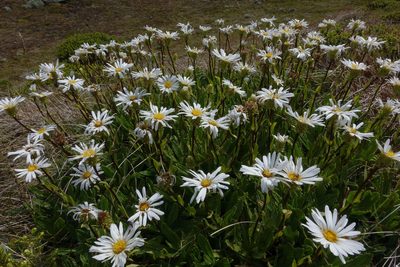 Celmisia prorepens, photographed by John Barkla