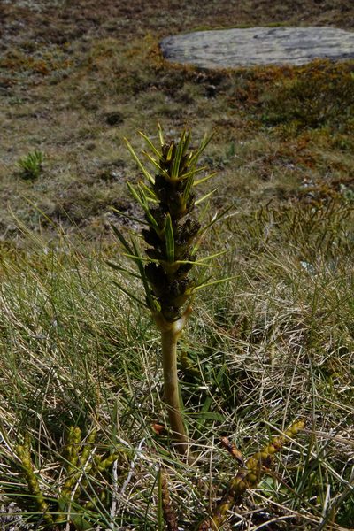 Aciphylla hectori, photographed by John Barkla