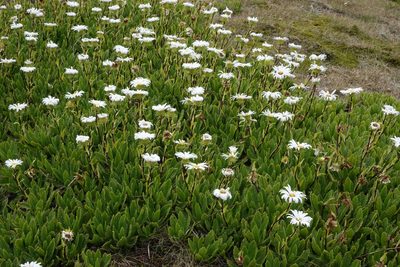 Celmisia prorepens, photographed by John Barkla