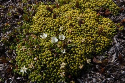 Phyllachne rubra, photographed by John Barkla