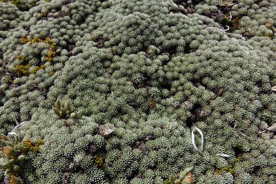 Celmisia argentea, photographed by John Barkla