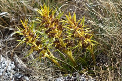 Aciphylla hectori, photographed by John Barkla