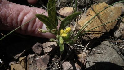 Eriosema ellipticifolium, photographed by Shaun Swanepoel