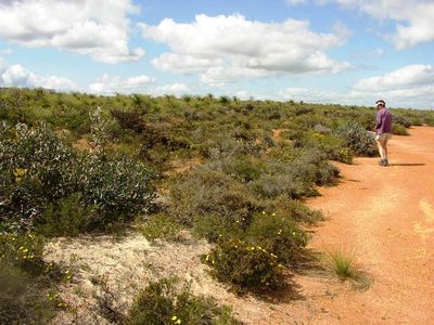 Petrophile striata, photographed by Tony Rebelo