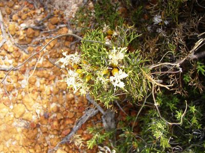 Petrophile striata, photographed by Tony Rebelo