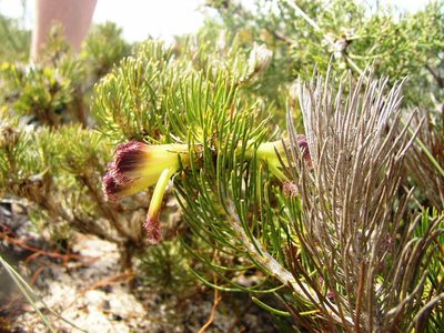 Melaleuca torulosa, photographed by Tony Rebelo