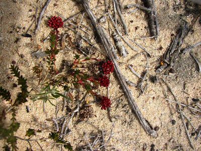 Darwinia sanguinea, photographed by Tony Rebelo