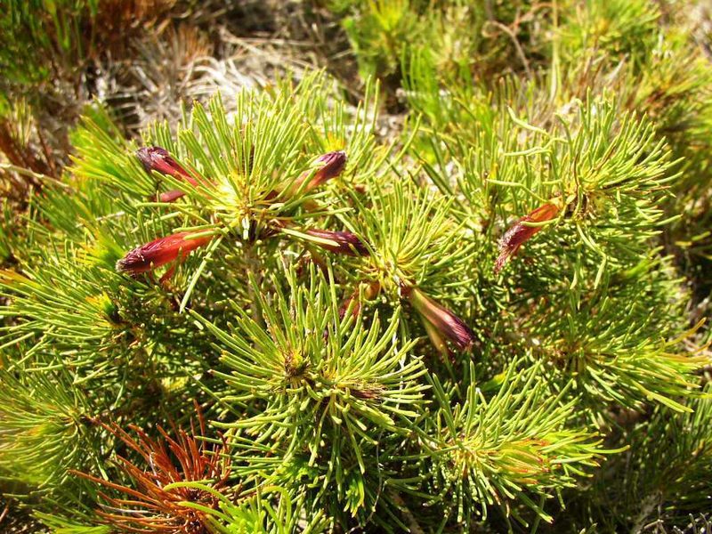 Melaleuca torulosa, photographed by Tony Rebelo