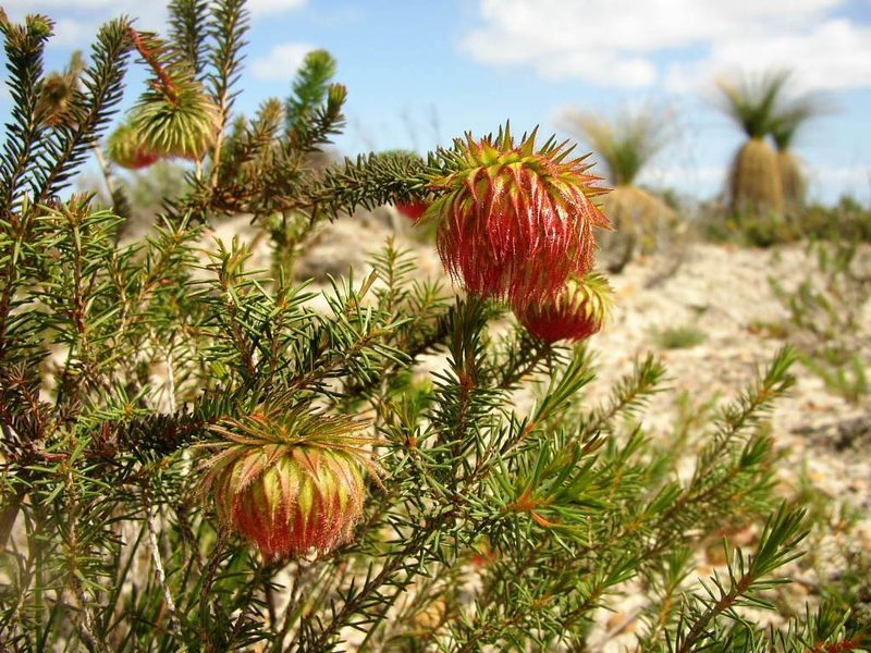 Darwinia neildiana, photographed by Tony Rebelo
