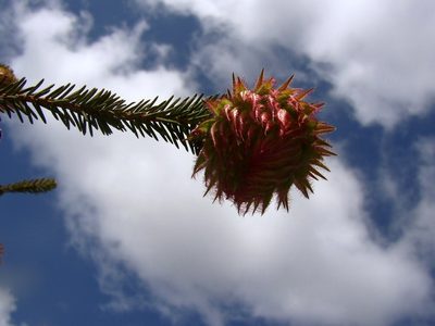Darwinia neildiana, photographed by Tony Rebelo