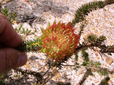 Darwinia neildiana, photographed by Tony Rebelo