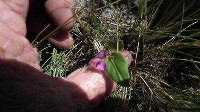 Polygala ohlendorfiana, photographed by Shaun Swanepoel