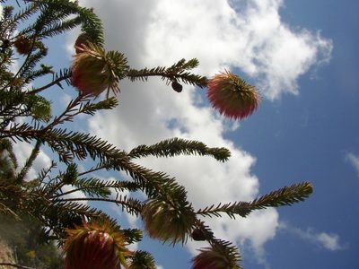 Darwinia neildiana, photographed by Tony Rebelo