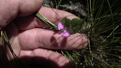 Polygala ohlendorfiana, photographed by Shaun Swanepoel
