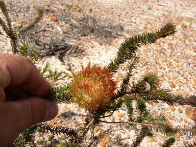Darwinia neildiana, photographed by Tony Rebelo
