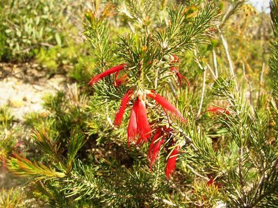 Melaleuca eriocarpa, photographed by Tony Rebelo